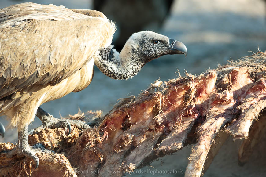 Wildlife image from photo safari with edward selfe in south luangwa national park.