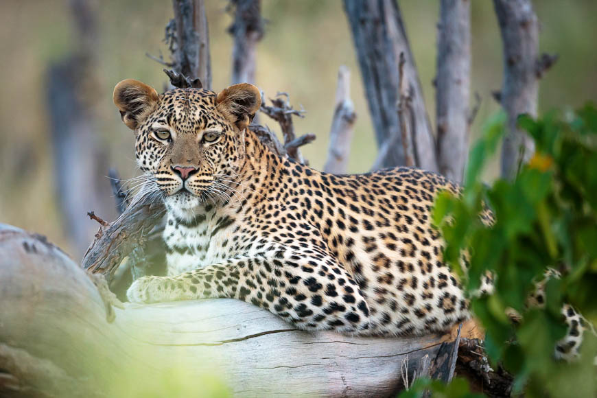 Images of wildlife from photo safari with edward selfe