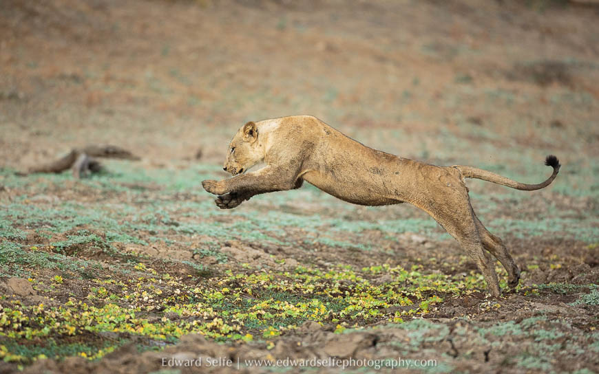 A lion jumps a channel on photo safari in south luangwa national park.