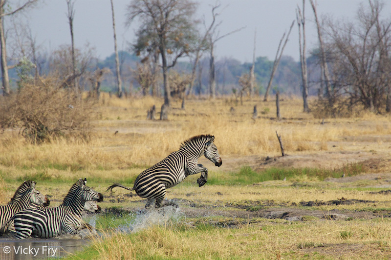 Leaping zebra in South Luangwa National Park