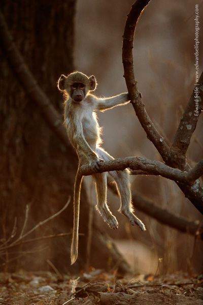 heavily backlit baboon youngster in South Luangwa