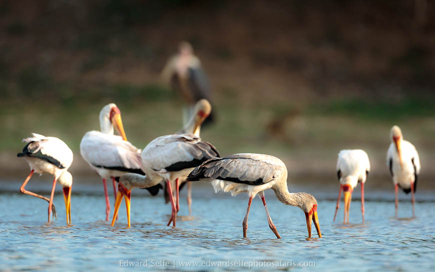 Wildlife image from a photo safari with edward selfe.