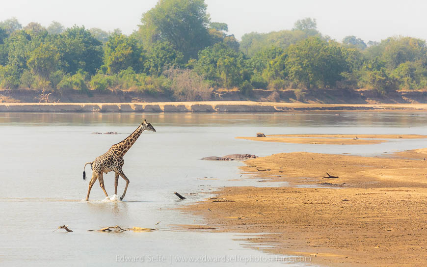 Wildlife image from photo safari with edward selfe in south luangwa national park.