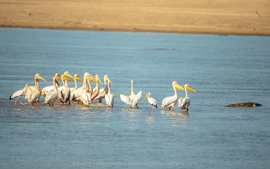 Wildlife image from photo safari with edward selfe in south luangwa national park.