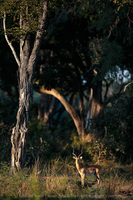 Wildlife image from photo safari with edward selfe.