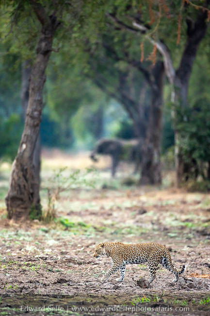 Wildlife image from photo safari with edward selfe.
