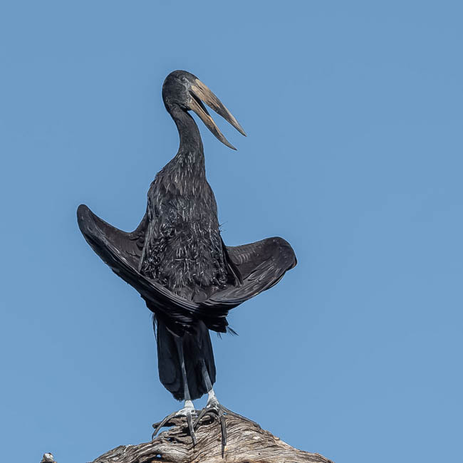 Wildlife image from South Luangwa by Mike White