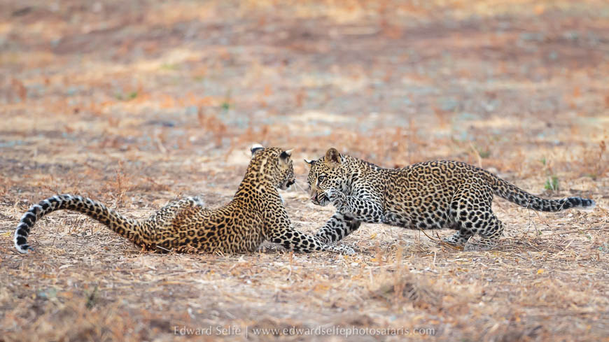 Wildlife image from a photo safari with edward selfe.
