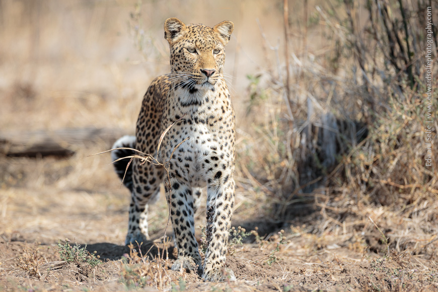 Leopard in the South Luangwa National Park.