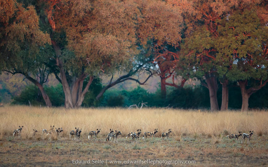 Wild dogs on photo safari in South Luangwa National Park.