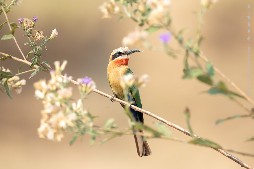 White-fronted bee-eater among purple flowers in Zambia.