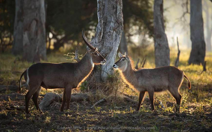 Wildlife image from photo safari with edward selfe.