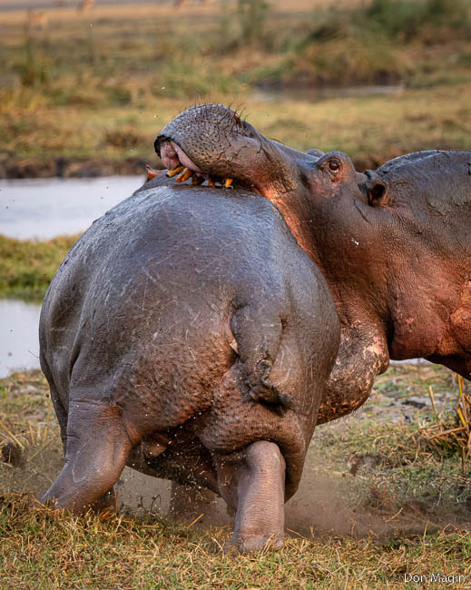 Wildlife image by don magin from a photo safari in zambia and zimbabwe with edward selfe.