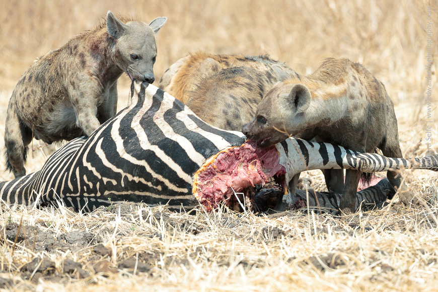 Hyaenas feed on a zebra carcass in the Nsefu Sector of South Luangwa.