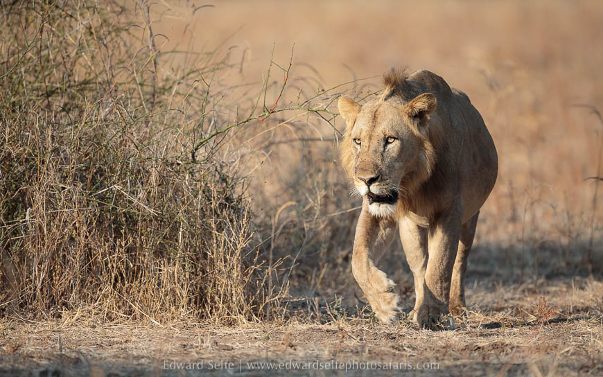 Wildlife image on photo safari with edward selfe in south luangwa national park.