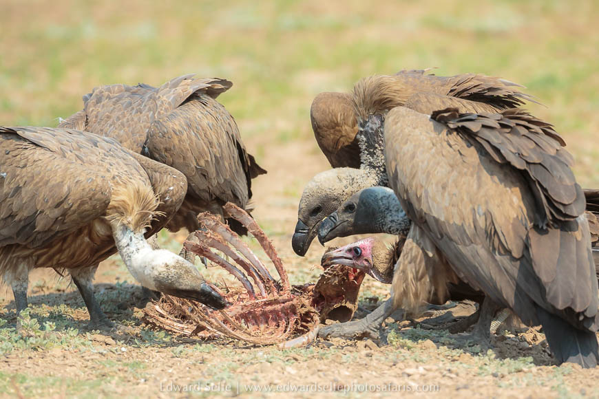 Wildlife image from a photo safari with edward selfe.