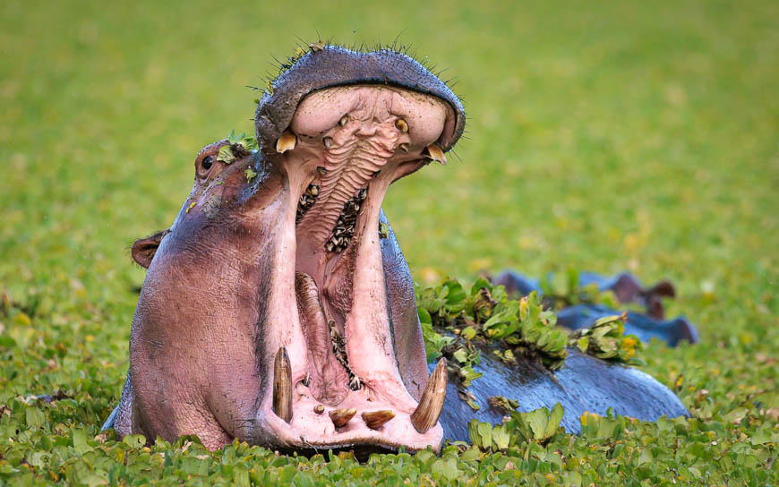 Images of wildlife from photo safari with edward selfe in south luangwa.