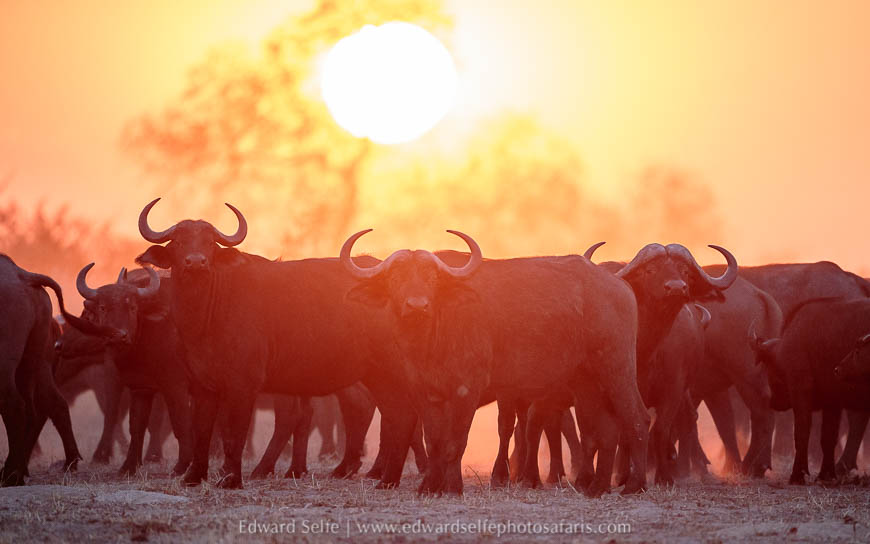 Wildlife image from photo safari with edward selfe.