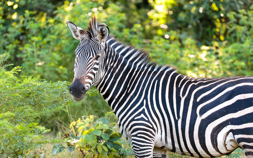Wildlife image from photo safari with edward selfe.