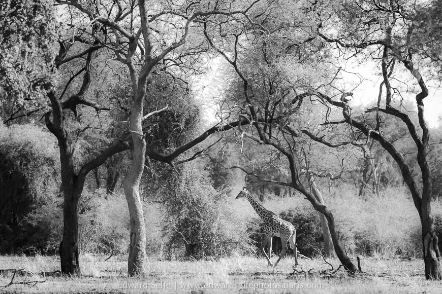 Wildlife image from a photo safari with edward selfe.