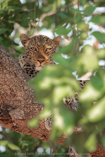 Leopard concealed behind sausage tree leaves on photo safari with edward selfe in south luangwa national park.