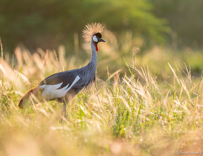 A strongly backlit Crowned Crane in South Luangwa National Park.