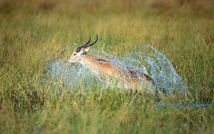 Images of wildlife from photo safari with edward selfe