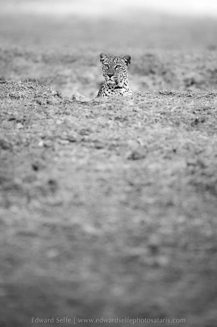 Wildlife image from photo safari with edward selfe in south luangwa national park.