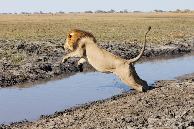 Image from pan-zambia photo safari by iain brownlee