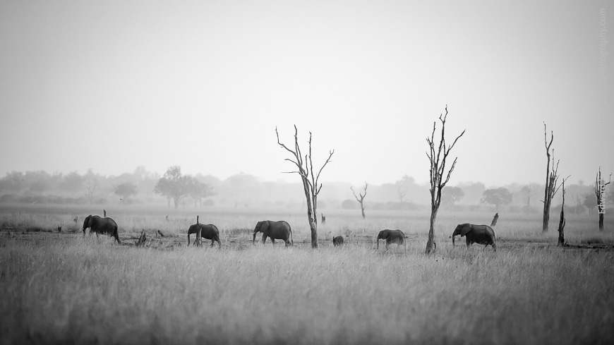 A small herd of elephants crosses Mtanda Plain in Nsefu Sector, Zambia.
