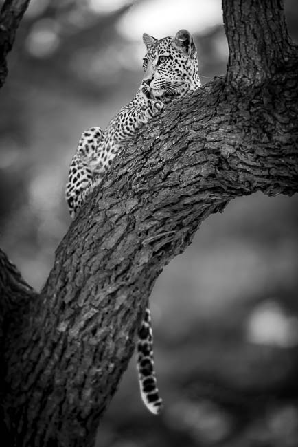 Images of wildlife from photo safari with edward selfe in south luangwa.