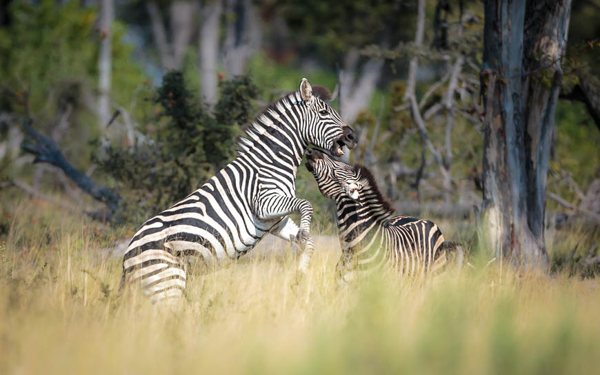 Images of wildlife from photo safari with edward selfe
