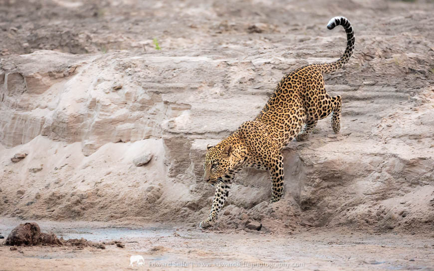 A view of a leopard during a photo safari with Edward Selfe in South Luangwa National Park
