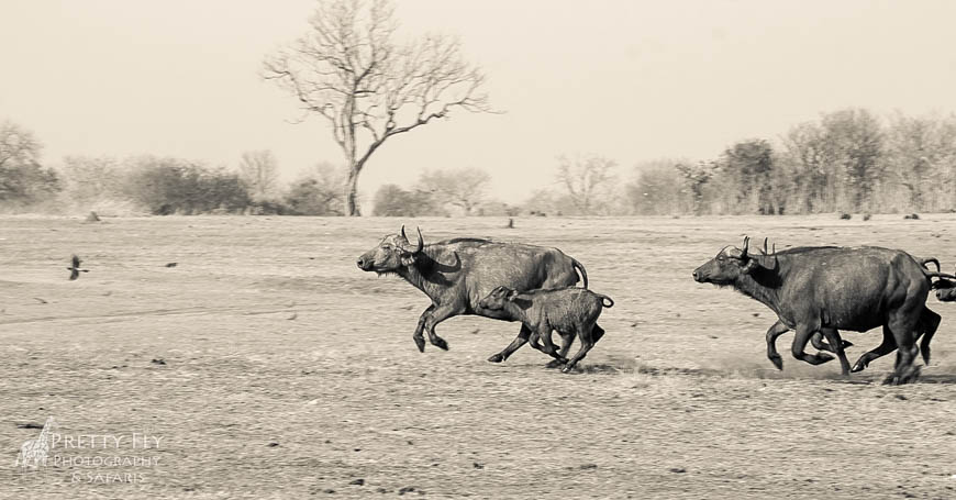 Wildlife image from photo safari with edward selfe in south luangwa national park.