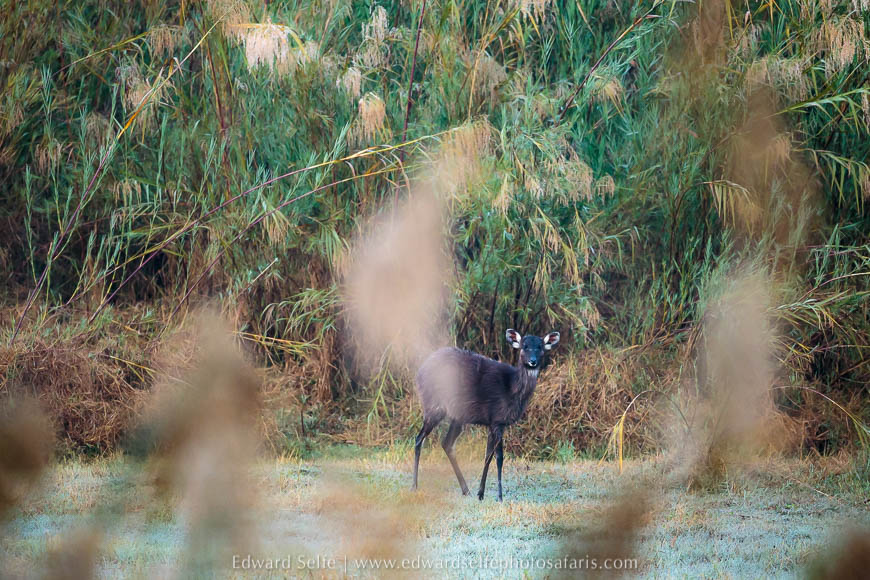 Wildlife image from a photo safari with edward selfe.