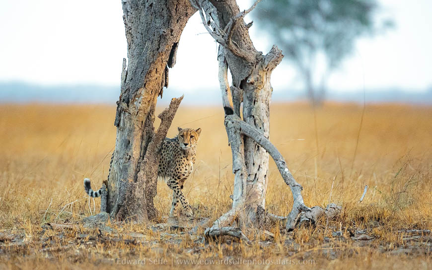 Wildlife image from photo safari with edward selfe safaris.