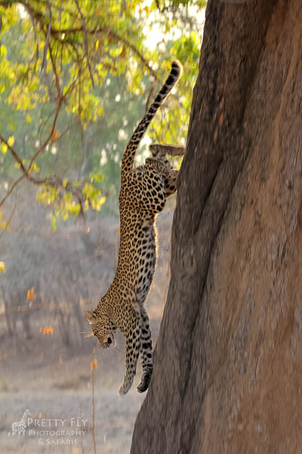 Wildlife image from photo safari with edward selfe in south luangwa national park.