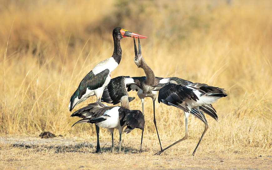 Wildlife image from photo safari with edward selfe in south luangwa national park.