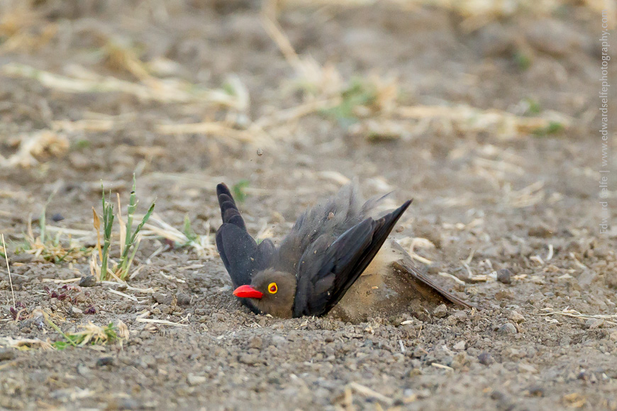 An Oxpecker dusts itself to clear fleas and feather mites.