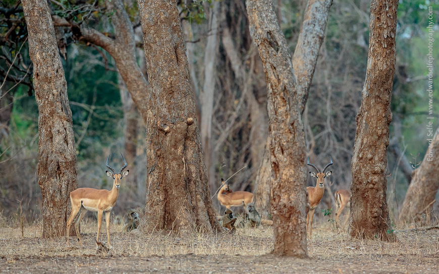 Impalas peek out from behind mature Lilac Trees in the Baka Baka area of Nsefu Sector, South Luangwa.