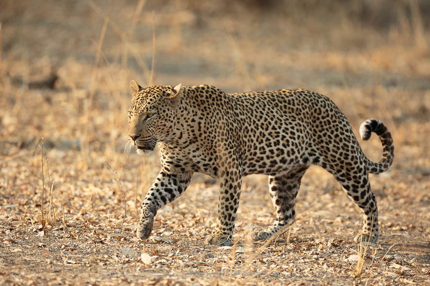 A very large leopard on patrol in the South Luangwa National Park