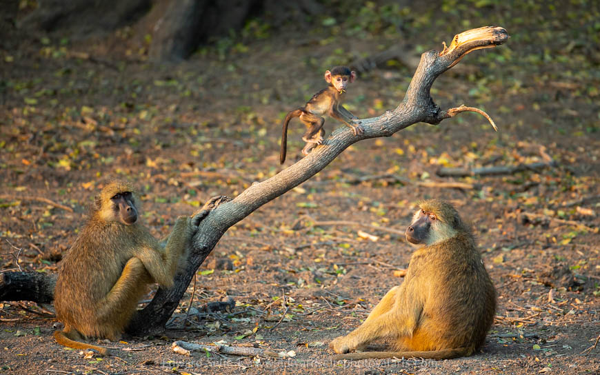 Wildlife image from photo safari with edward selfe in south luangwa national park.