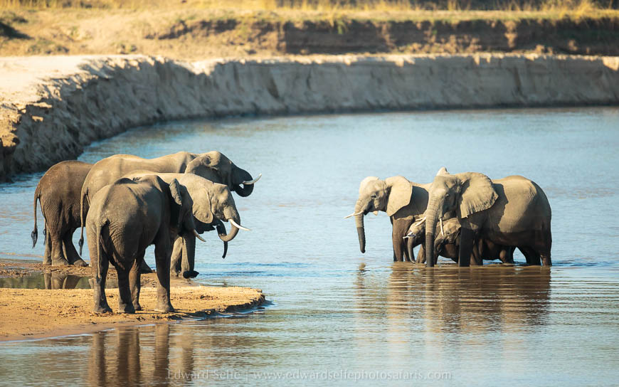 Wildlife image from photo safari with edward selfe in south luangwa national park.