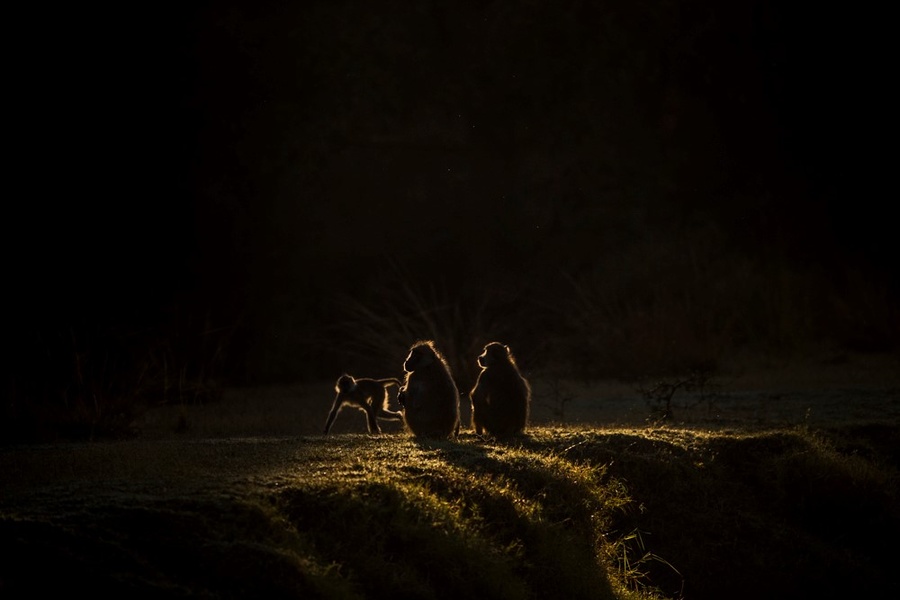 Artistic heavily backlit baboons in South Luangwa National Park