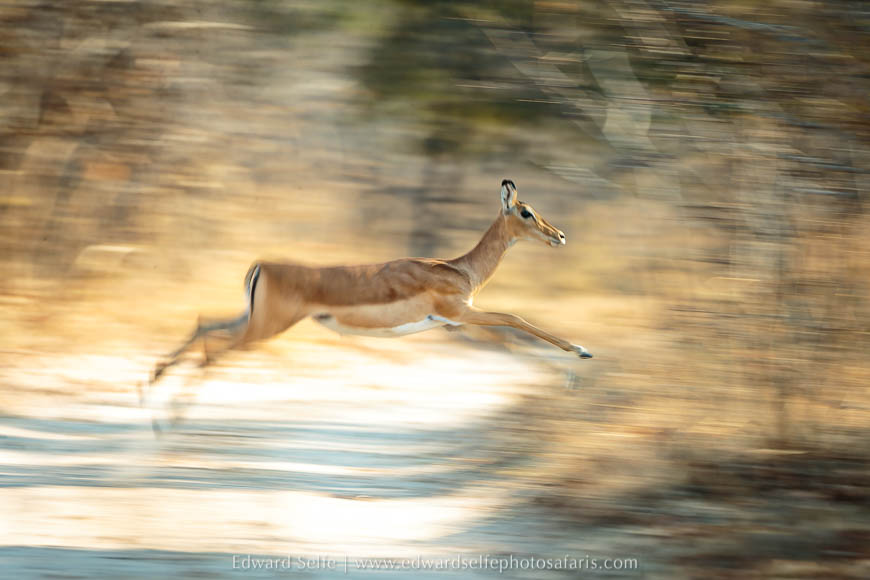 Wildlife image from a photo safari with edward selfe.