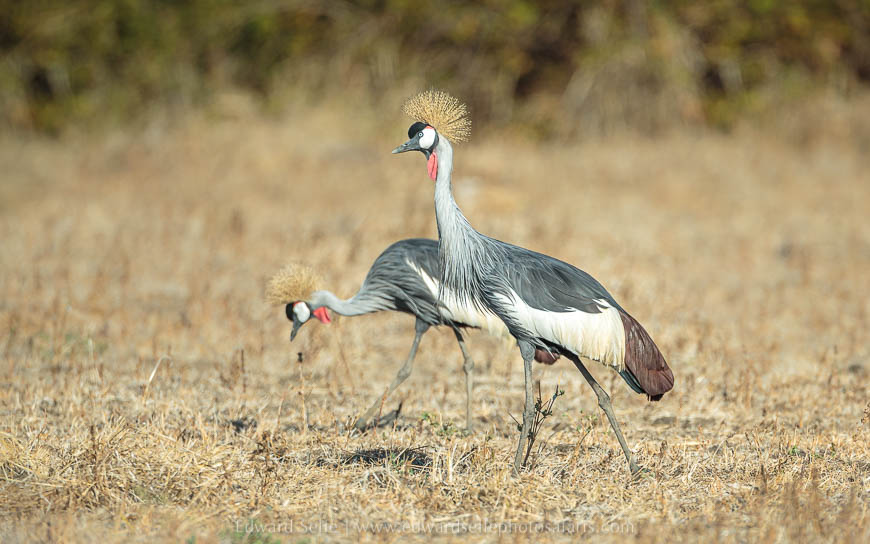 Wildlife image from photo safari with edward selfe in south luangwa national park.