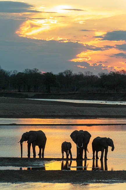 Wildlife image from photo safari with edward selfe in south luangwa national park.