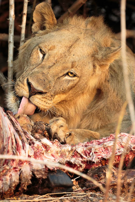 Wildlife image from photo safari with edward selfe in south luangwa national park.