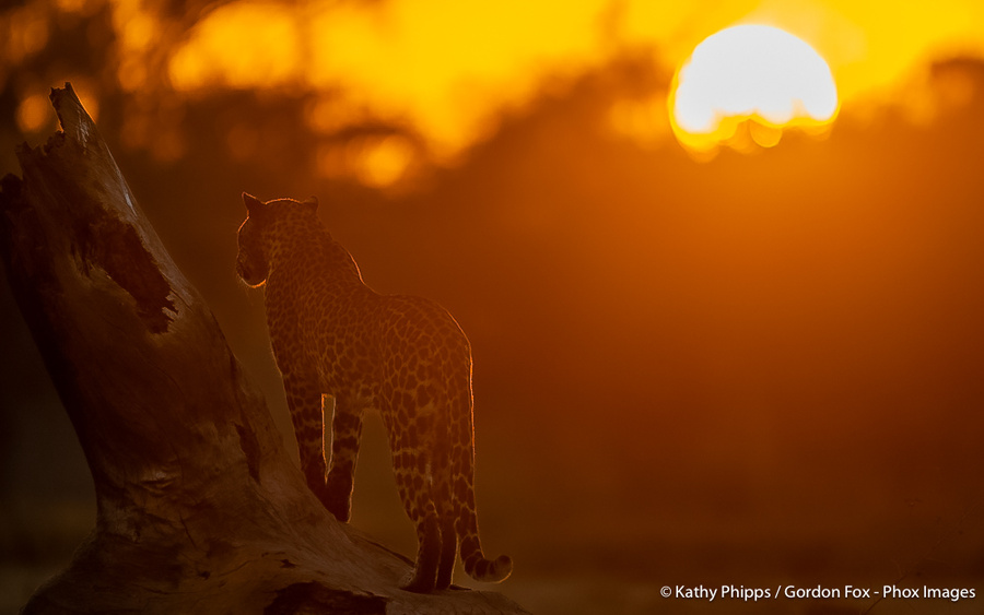 Image from pan-zambia photo safari by phox images