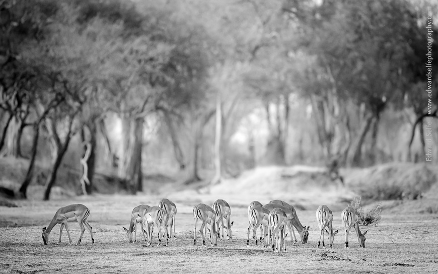 Impalas graze on the short grass dambos of South Luangwa National Park.
